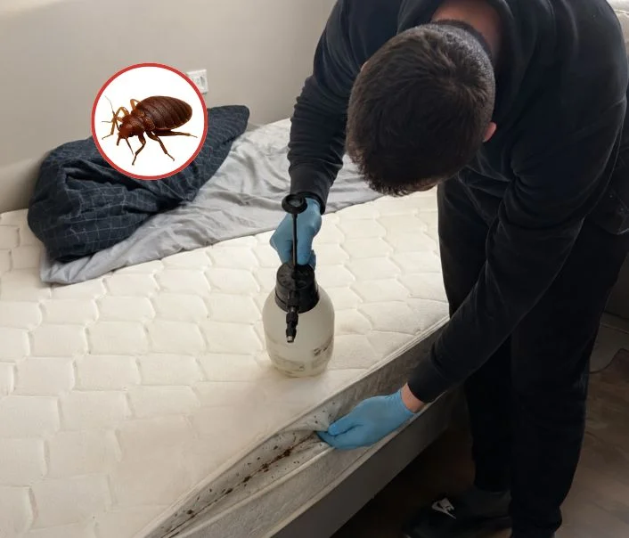 Technicien traitant un matelas contre les punaises de lit à Couilly-Pont-aux-Dames